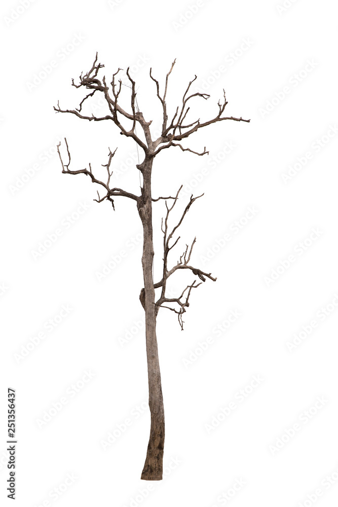 Fototapeta premium Dead tree isolated on white background Suitable for use.