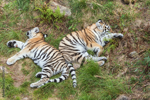 Siberian tiger cubs sleeping in the grass back to back © Vermeulen-Perdaen