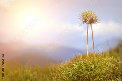 Wild growing white pulsatilla. Warm spring in the mountains. Copy space