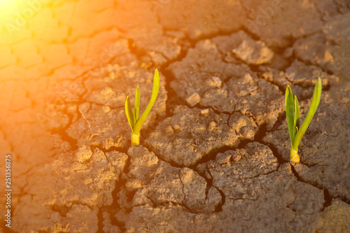 Lonely Green Plant Growing Through Cracks in the Ground, Nature Fighting the Heat. Hot sunny day