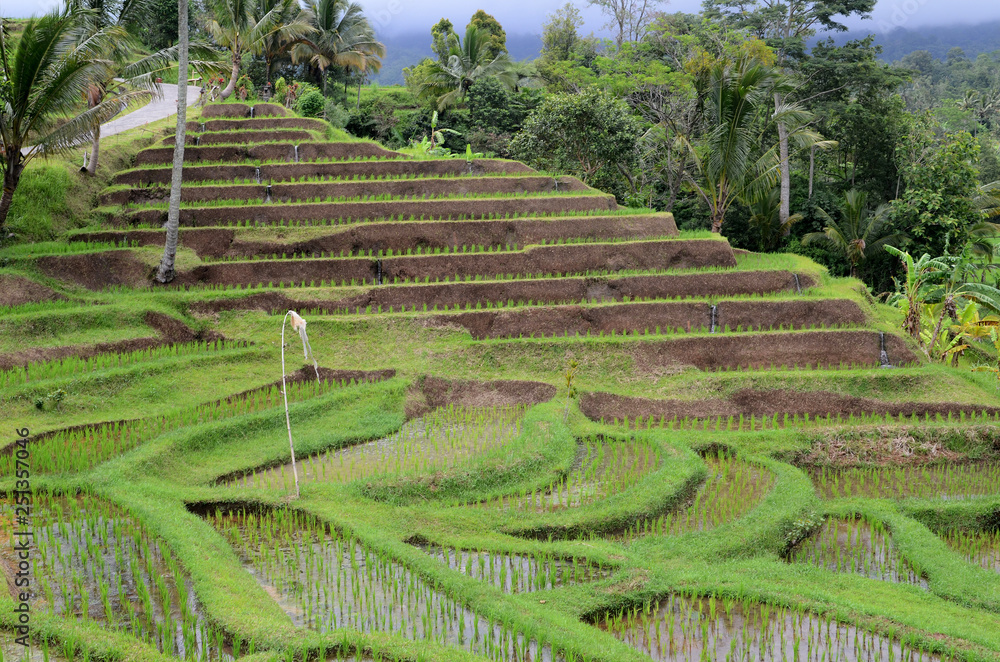 Jatiluwih rice terrace in Ubud, Bali