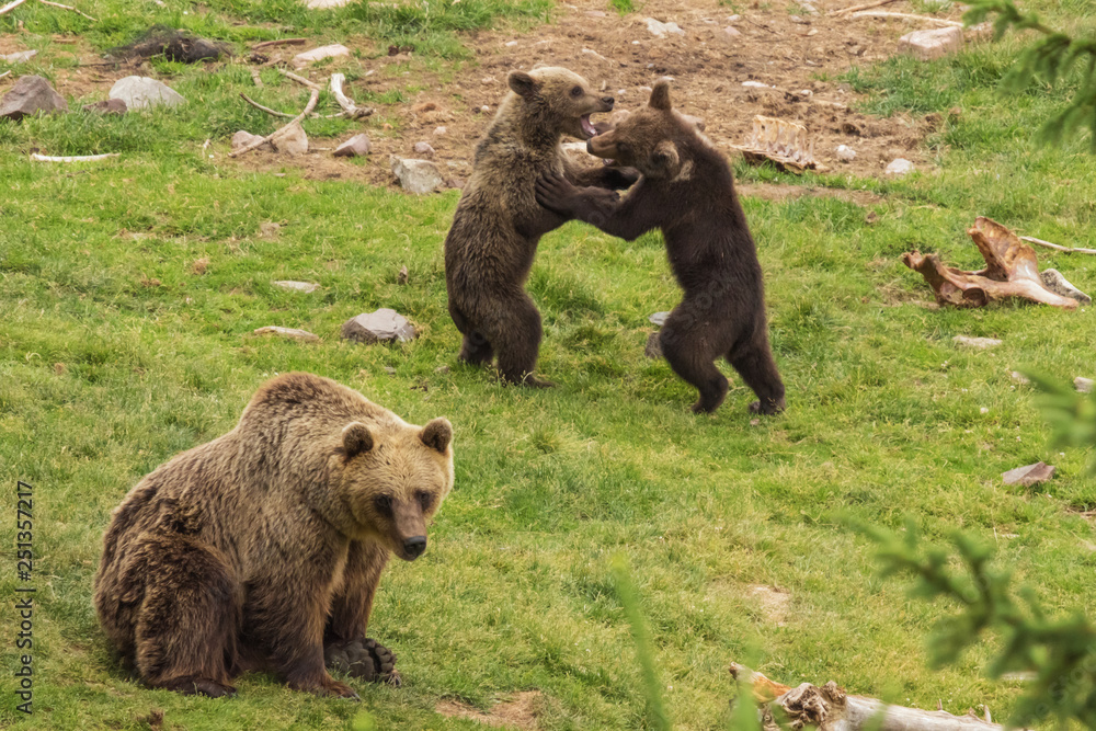 Brown bear cubs wrestling while their mother looks away Brown bear cubs wrestling while their mother looks away