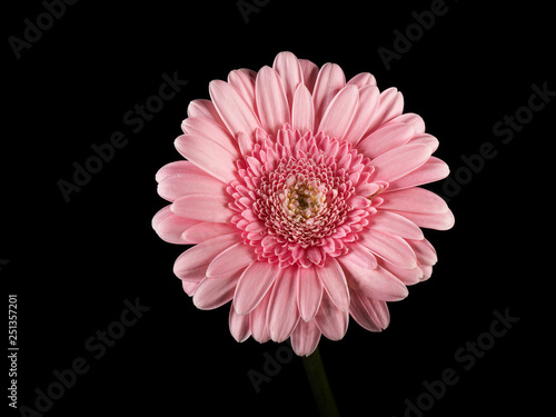 Close up of pink Gerbera daisy Christina s cucina on a black background