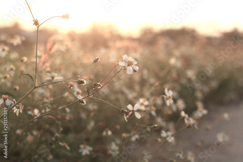 Grass flower in the meadow. © swisty242