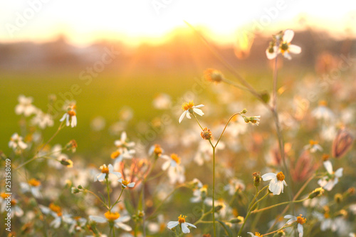 Fototapeta Naklejka Na Ścianę i Meble -  Grass flower in the meadow.