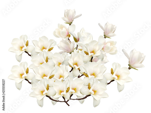 Fototapeta Naklejka Na Ścianę i Meble -  Blooming magnolia flower isolated on white background.