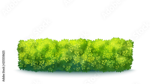 Green Garden Hedge