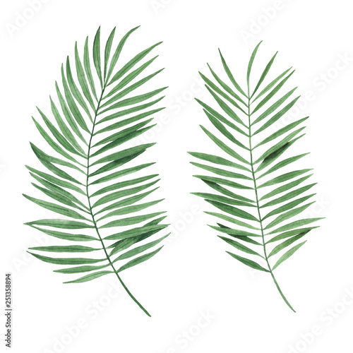 Tropical leaves watercolor illustration botany set palm