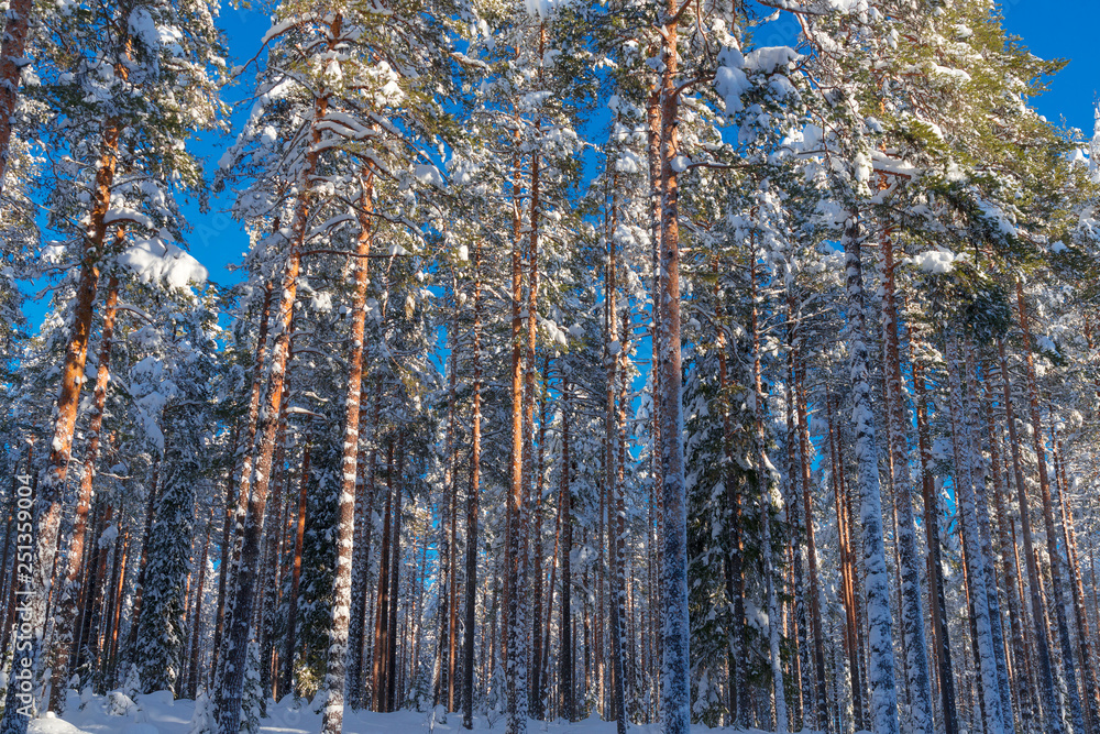 Fototapeta premium the winter in Lapland, Norrbotten, north of Sweden, frozen trees with snow