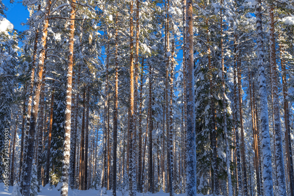 Fototapeta premium the winter in Lapland, Norrbotten, north of Sweden, frozen trees with snow