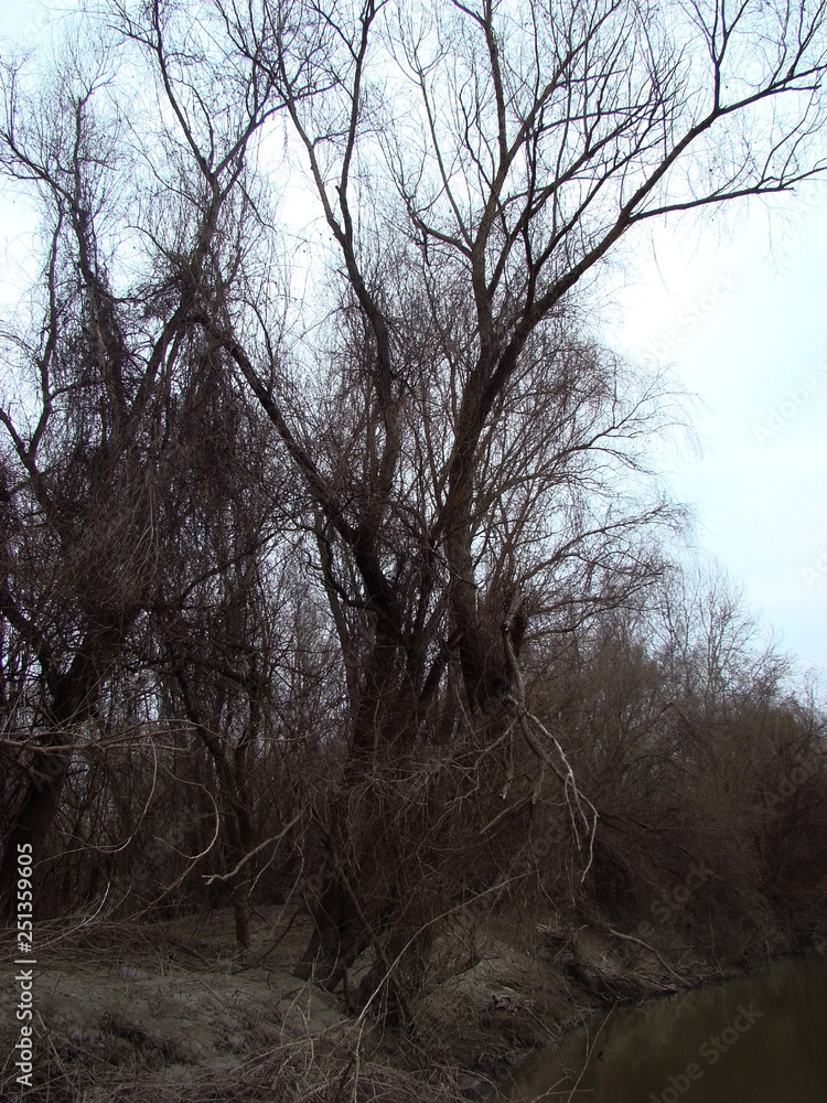 Meadow vegetation in March on the islands of the Danube River (here Trămşani Island)