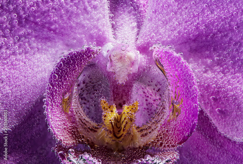 Labellum flower orchid phalaenopsis purple color closeup in soda water with drops