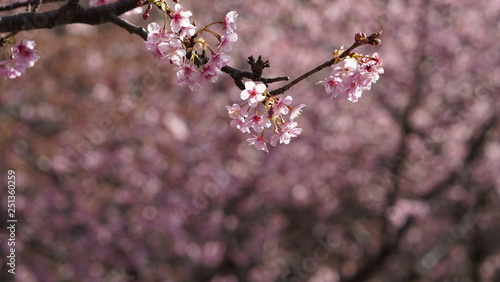 Sakura(Cherry blossom), Shimoda, Izu Peninsula, Shizuoka, Japna photo