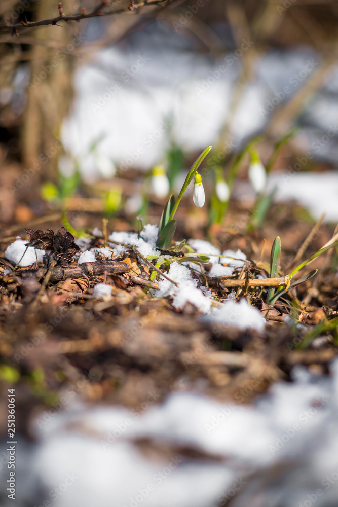 alone snowdrops on the meadow with last snow and old grass alone snowdrops on the meadow with last snow and old grass