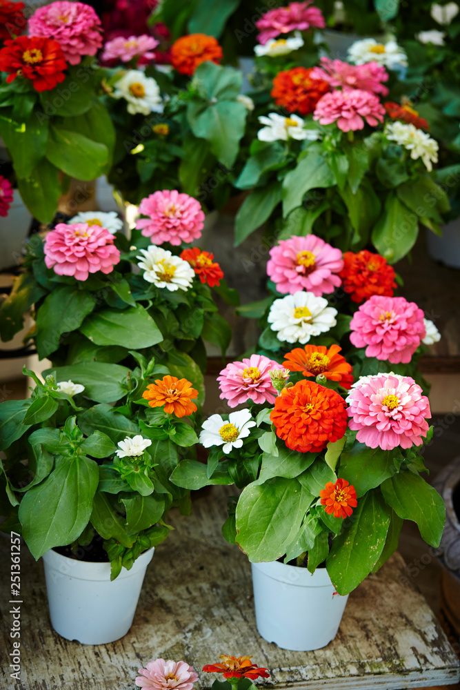 colorful flowers in flower pots
