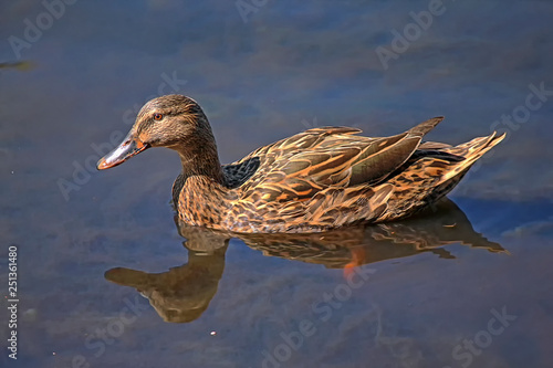 Photography Wild duck female (Anas platyrhynchos)