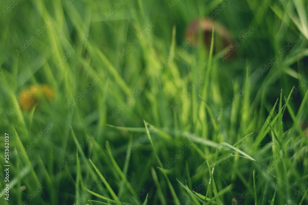 Closeup of fresh green grass with selective focus.
