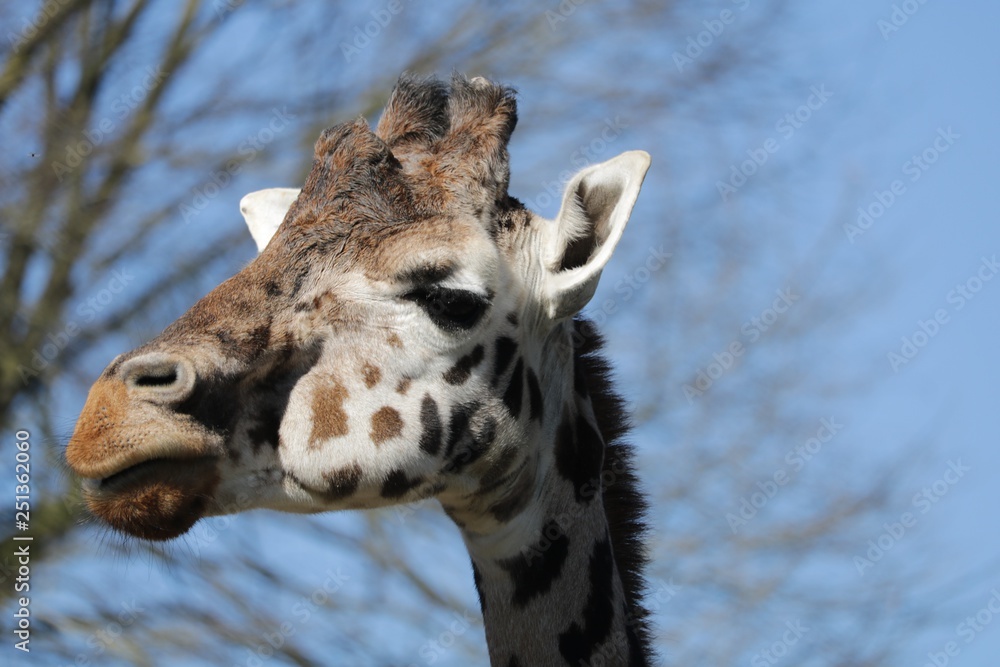 Obraz premium Girafe