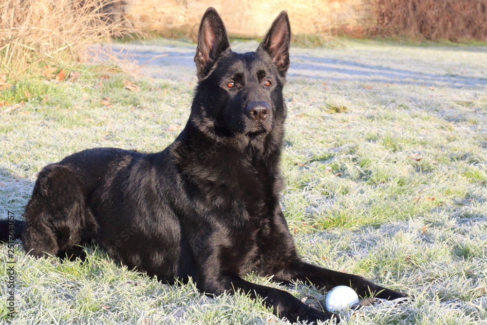 Giant black german shepherd best sale