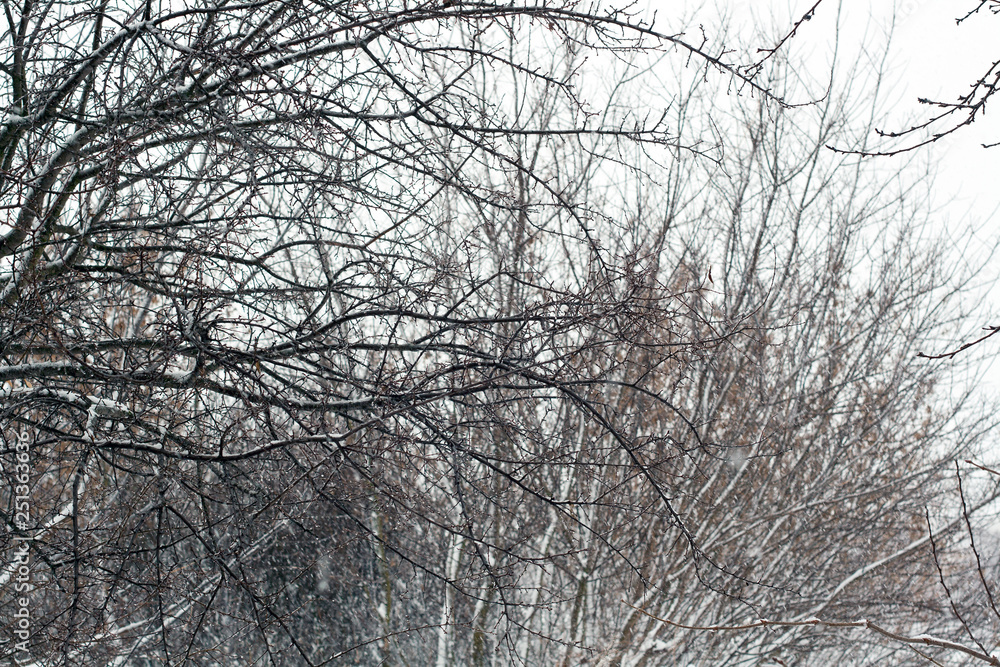 branch branch