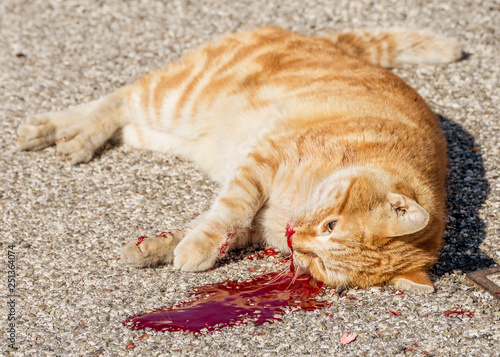 Beautiful red cat killed by man's cruelty after losing a lot of blood photo