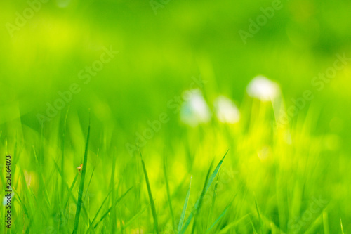 Closeup of fresh green grass with selective focus.