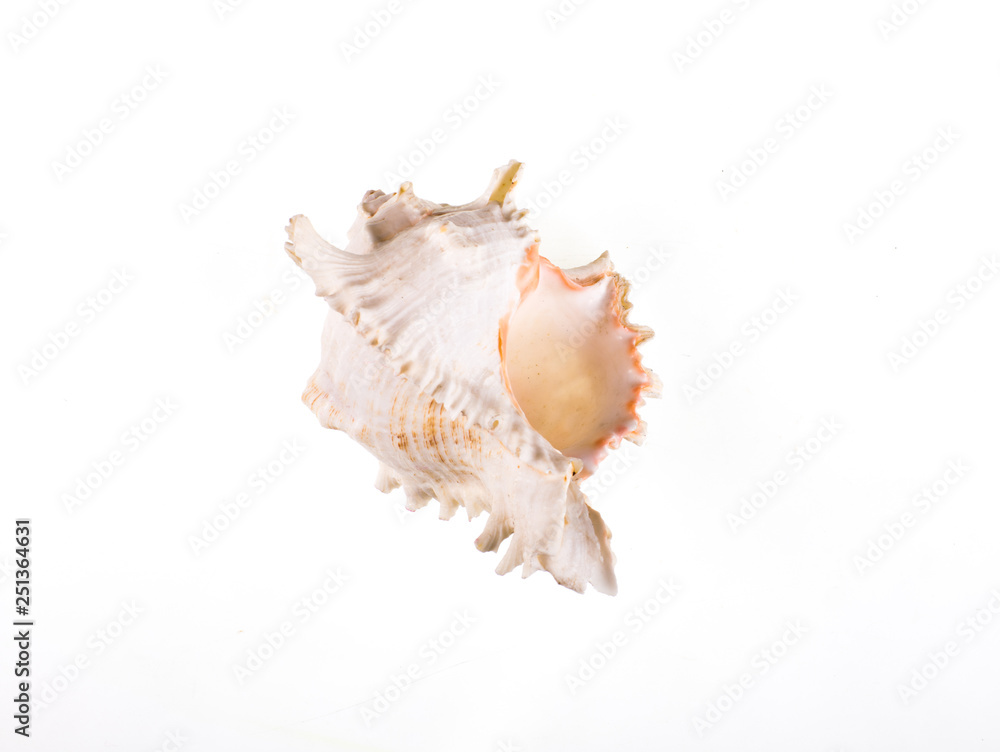 beautiful white sea snail shell on white isolated background beautiful white sea snail shell on white isolated background