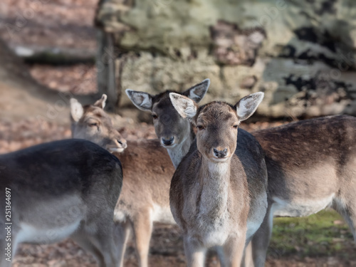 Young deer on a clear morning in Vejle, Denmark