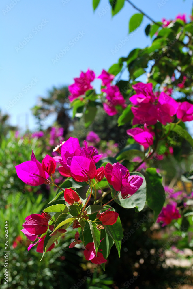 Close-up of pink flowers, Kallithea, Rhodes island, Greece Close-up of pink flowers, Kallithea, Rhodes island, Greece