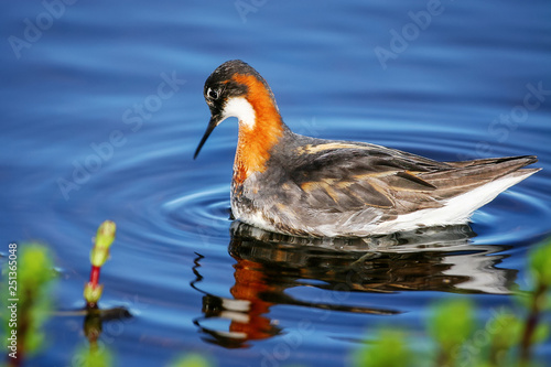 Red-necked phalarope (Phalaropus lobatus). A little colorful bird looks at its reflection in blue water. Wildlife of Chukotka, Siberia, Far East of Russia. Arctic, Extreme North.