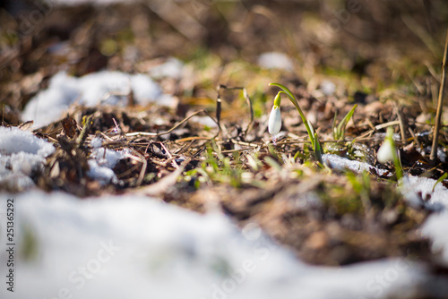 snowdrops in forest meadow © sergejson