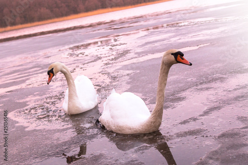 Wild graceful birds Swans on a lake on the Curonian Spit. Sunset. Nature conservation. Animal protection.