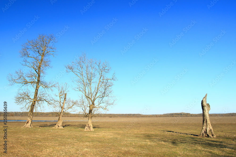 Old trees with blue sky in background, Nature park Lonjsko polje, Croatia Old trees with blue sky in background, Nature park Lonjsko polje, Croatia