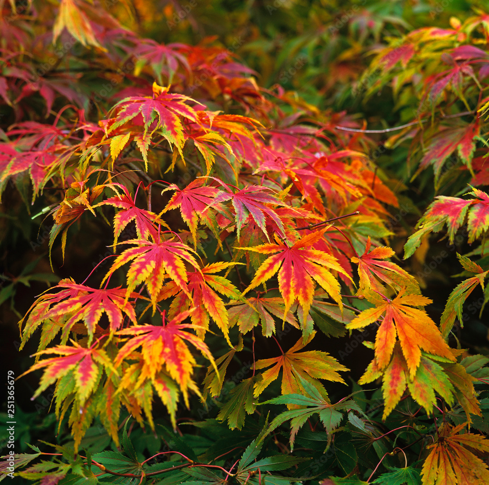 Acer Palmatum Elegans Hot Sex Picture