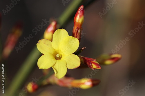 Endlich Frühling - Detailaufnahme von Blüte und Knospen von einem Winterjasmin photo