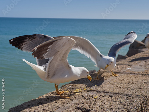 Seagulls searching for the food near the ocean