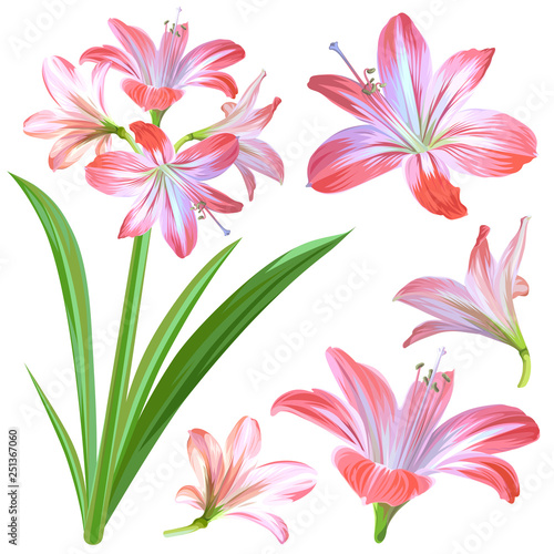 Fototapeta Naklejka Na Ścianę i Meble -  Realistic pink flowers - Hippeastrum or Amaryllis isolated on white background.
