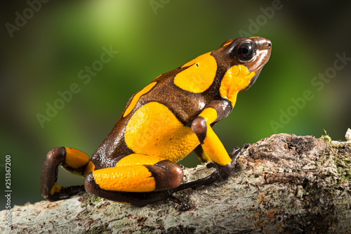 dartfrog or harlequin poison dart frog, Oophaga histrionica, a poisonous animal from the rain forest in Colombia. Jungle amphibian with bright yellow warning colors photo