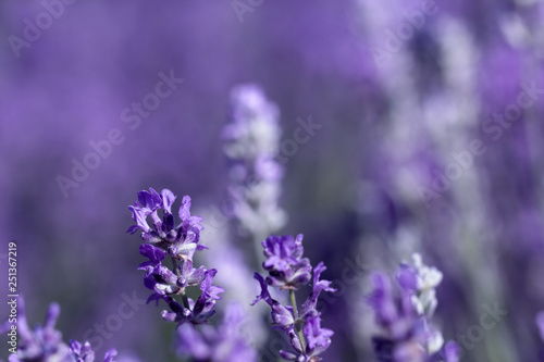 Fototapeta Naklejka Na Ścianę i Meble -  Lavender flower on the field.