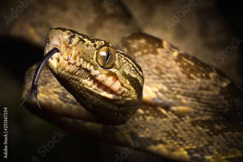 tropical snake, tree boa Corallus hortulanus a serpent of the Amazon rain forest in Colombia, Brazil and Ecuador photo