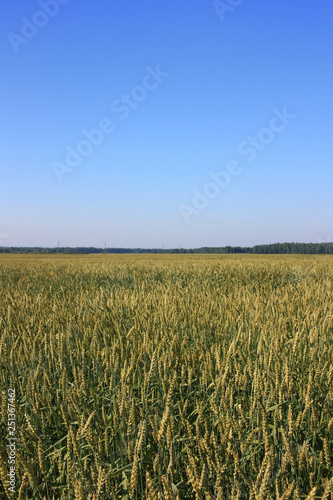 Ears of wheat in the field