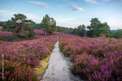 Wandern in der Fischbeker Heide / Heidelandschaft in Hamburg 