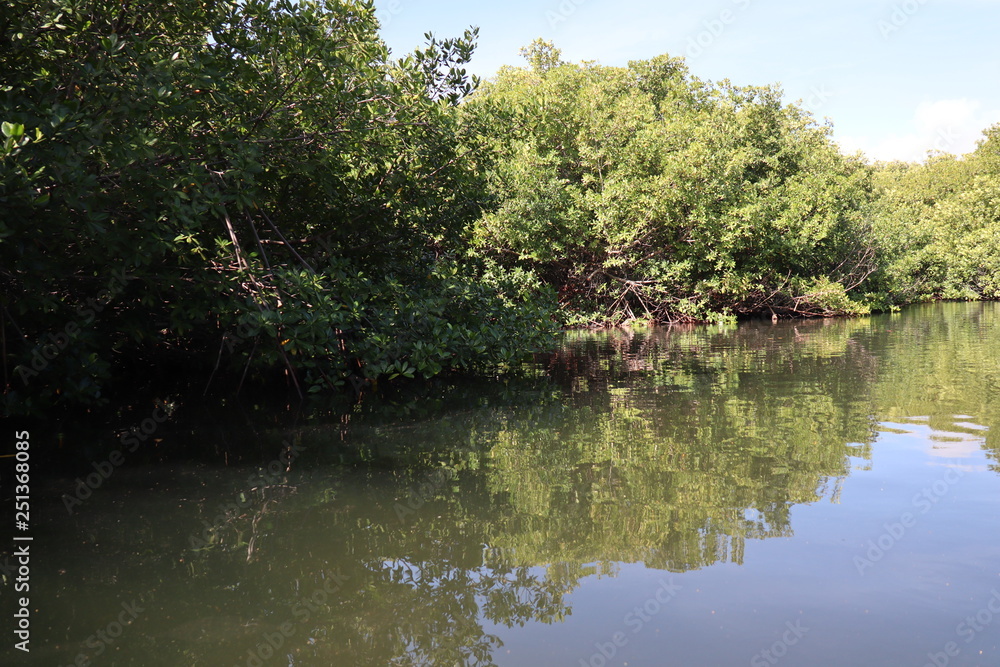 Mangrove Mangrove