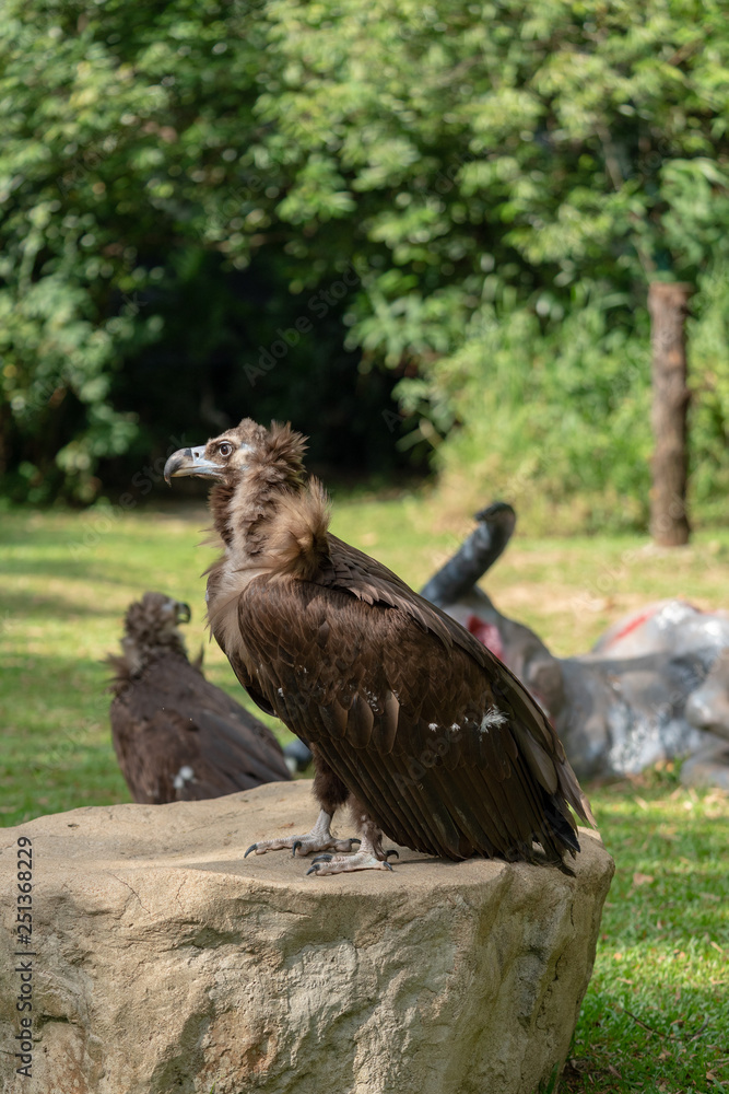 Fototapeta premium Scavenging vulture
