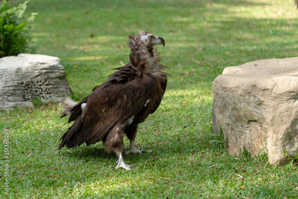 Fototapeta premium Scavenging vulture