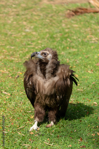 Scavenging vulture - vertical image