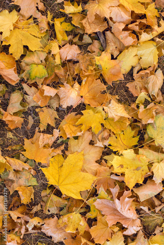 Red and Orange Autumn Leaves Background, Golden autumn in warm colors	