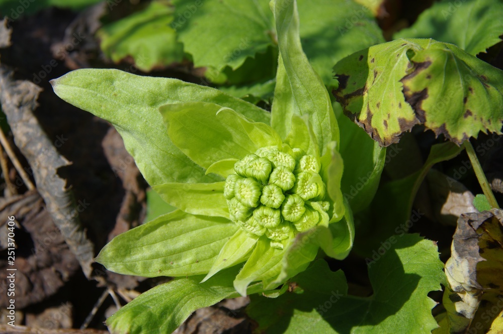 ふきのとう 山菜 ふきのとう 山菜