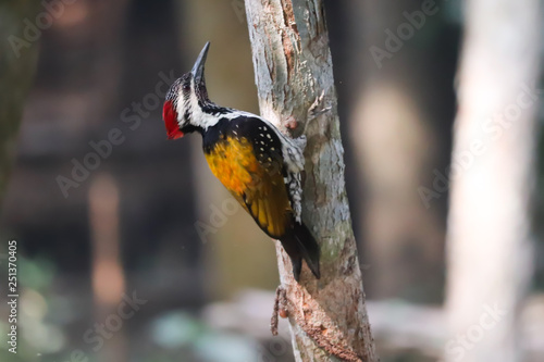 Bangladeshi Golden Woodpecker Bird