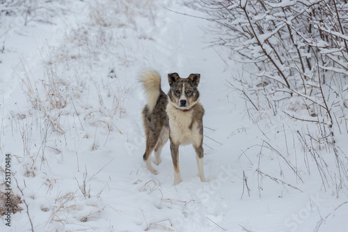 Dogs play in the snow in winter, Beautiful portrait of a pet on a sunny winter day  © Mountains Hunter